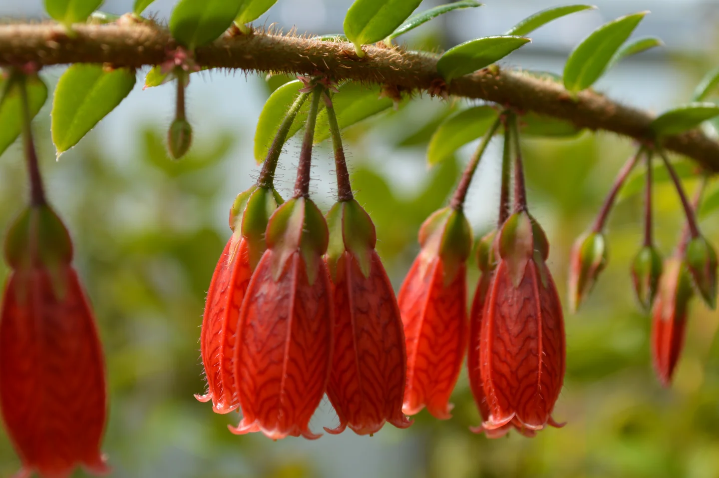 Red Flowers at the Botanic Garden