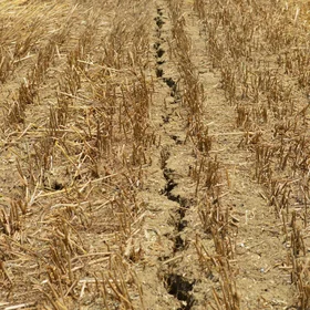 Climate change and arid soil