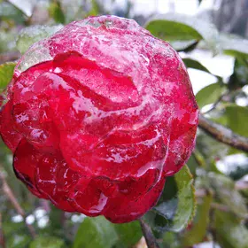 Icebound flower of camellia