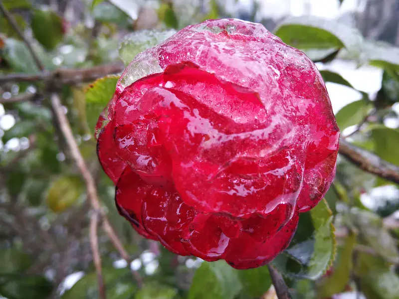 Icebound flower of camellia