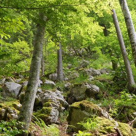 Beech forest on slope subject to rock fall