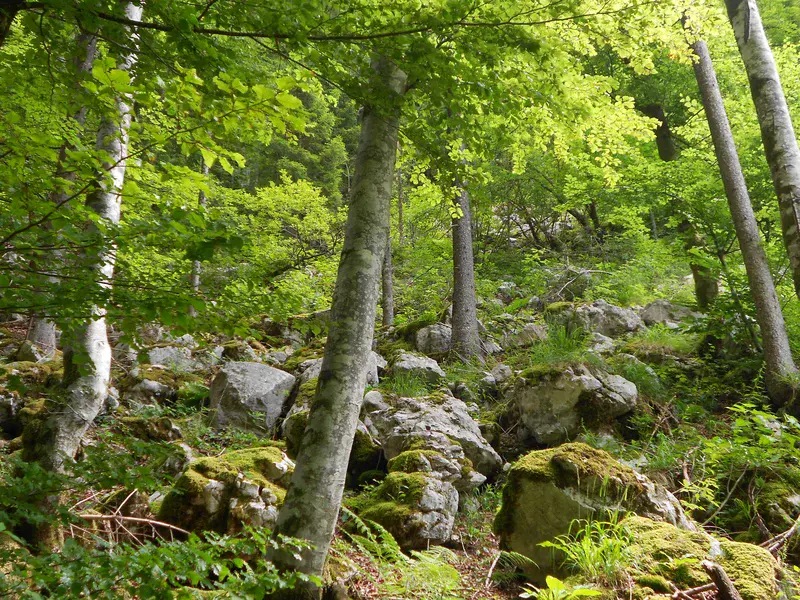 Beech forest on slope subject to rock fall