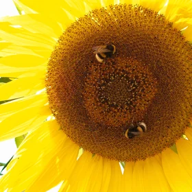 Mathematical perfection of nature