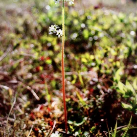 Alive in the Siberian tundra, Kytalyk, Yakutia, Eastern Siberia