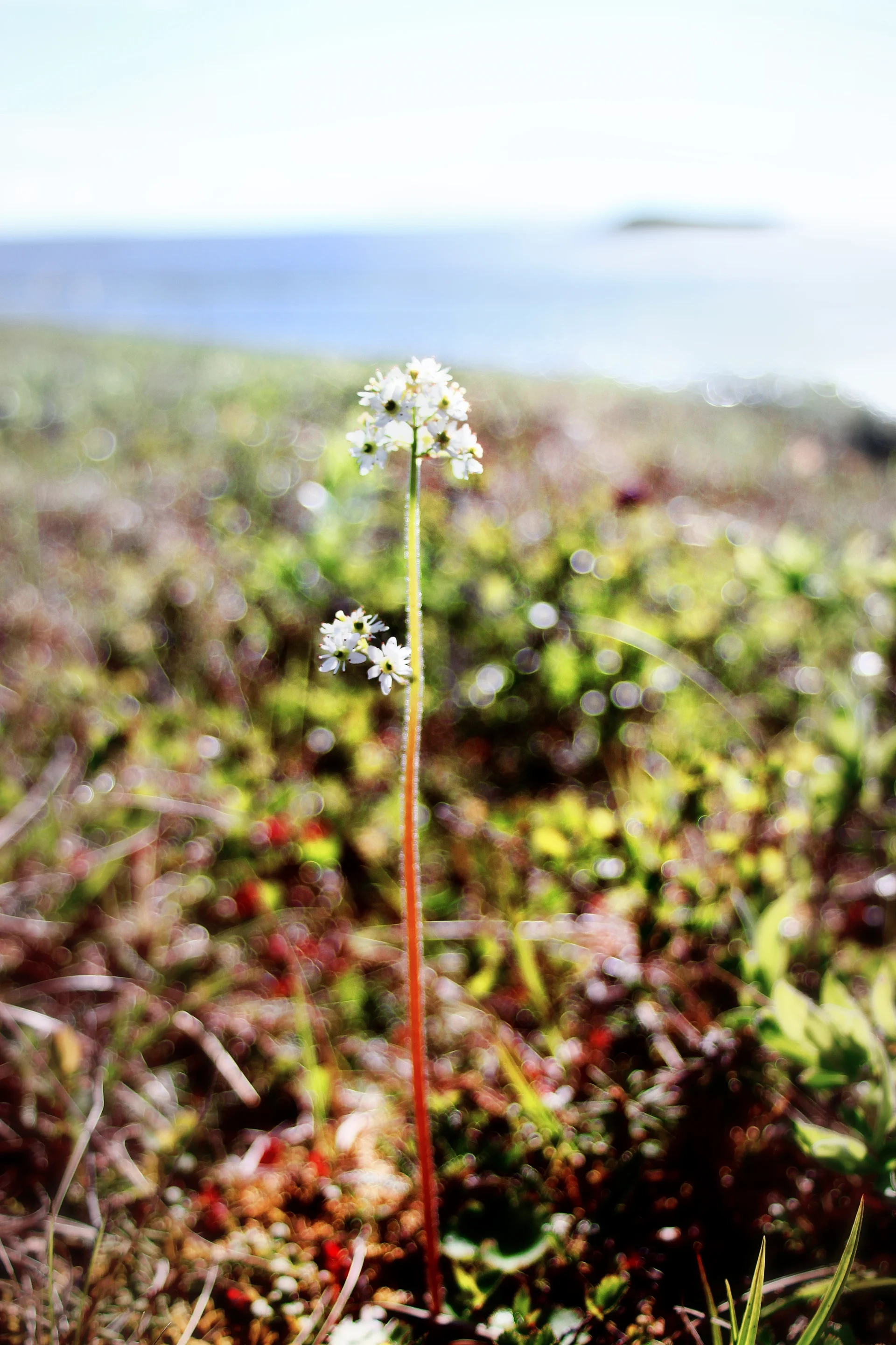 Alive in the Siberian tundra, Kytalyk, Yakutia, Eastern Siberia