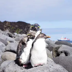 The Penguins of Tristan da Cunha