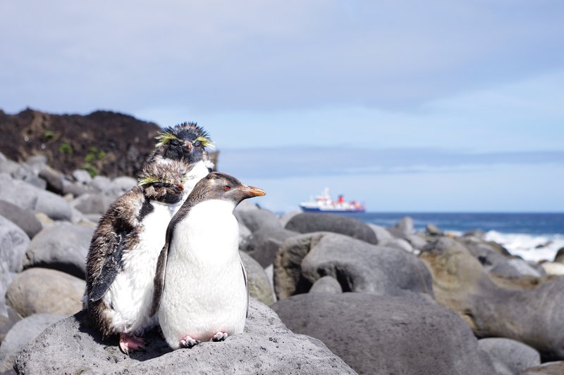 The Penguins of Tristan da Cunha