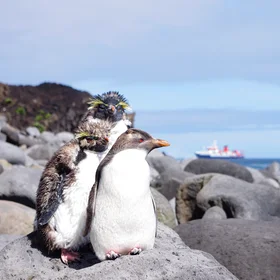 The Penguins of Tristan da Cunha