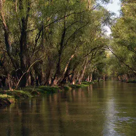 Under a tree arch at the Danube Delta