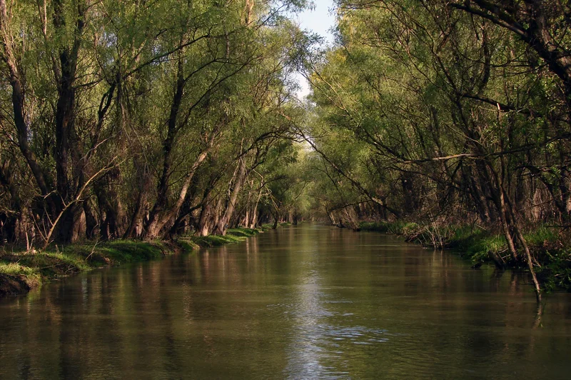 Under a tree arch at the Danube Delta