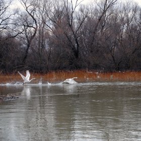 A beautiful moment caught at Danube Delta