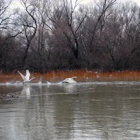 A beautiful moment caught at Danube Delta