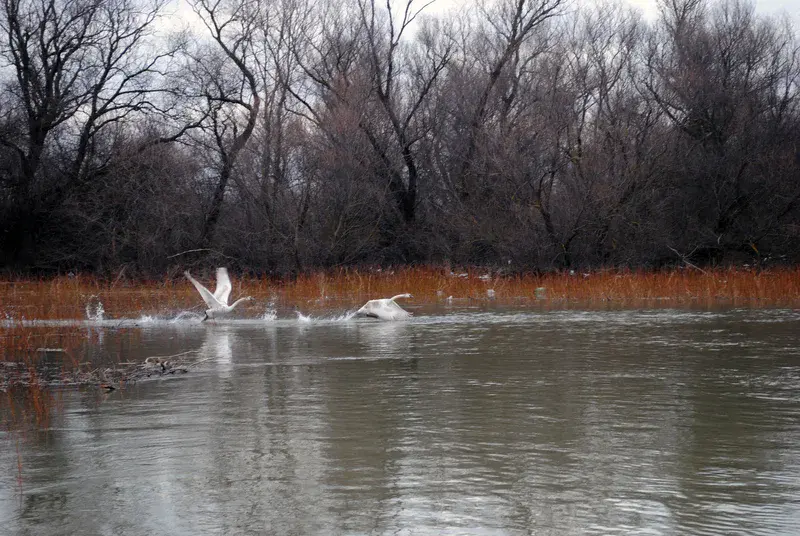 A beautiful moment caught at Danube Delta