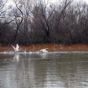A beautiful moment caught at Danube Delta