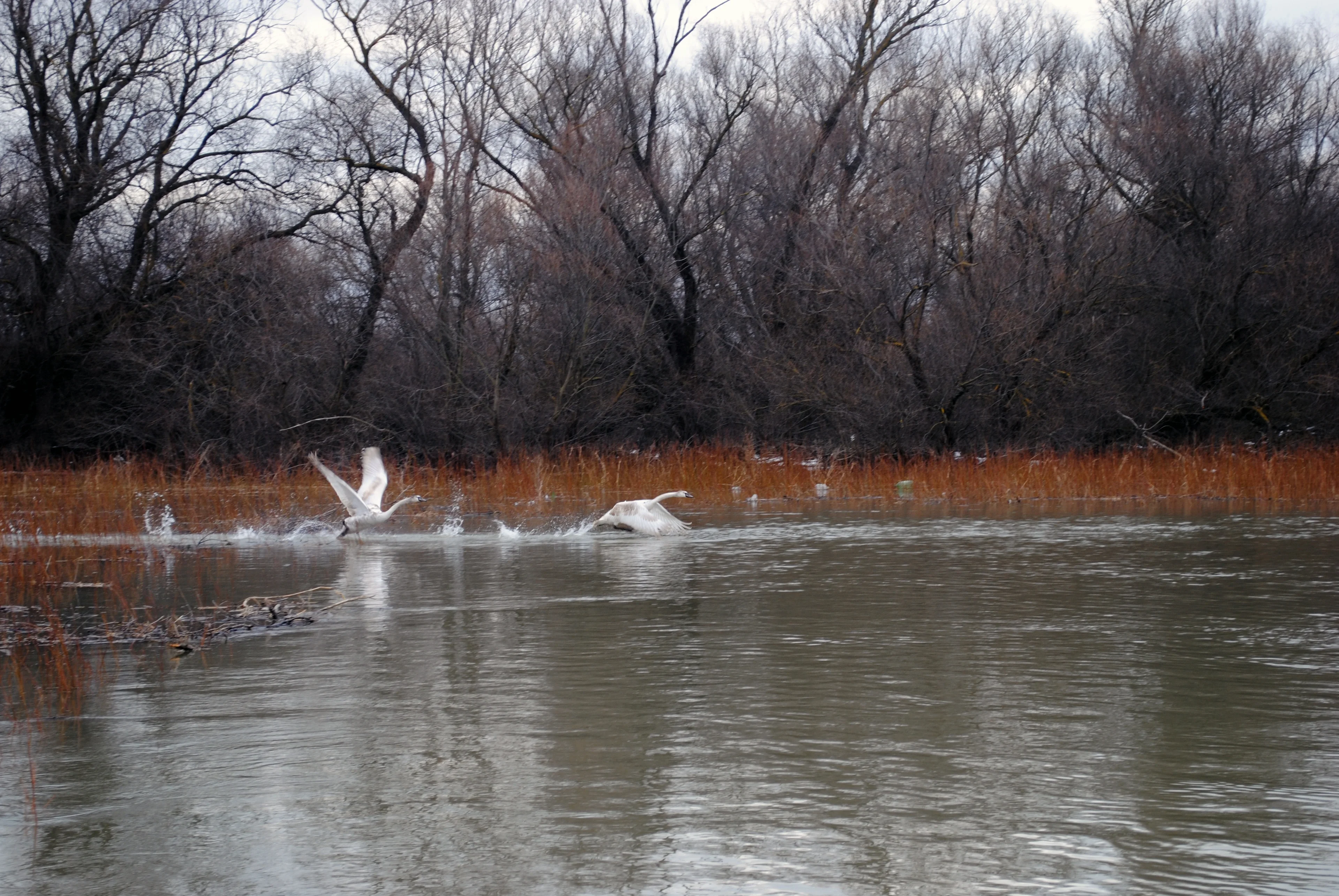 A beautiful moment caught at Danube Delta