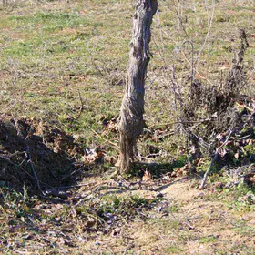 Rill erosion in a Spanish vineyard owing to a long-lasting rainfall event