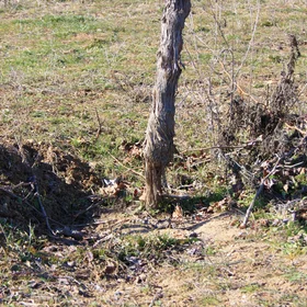 Rill erosion in a Spanish vineyard owing to a long-lasting rainfall event