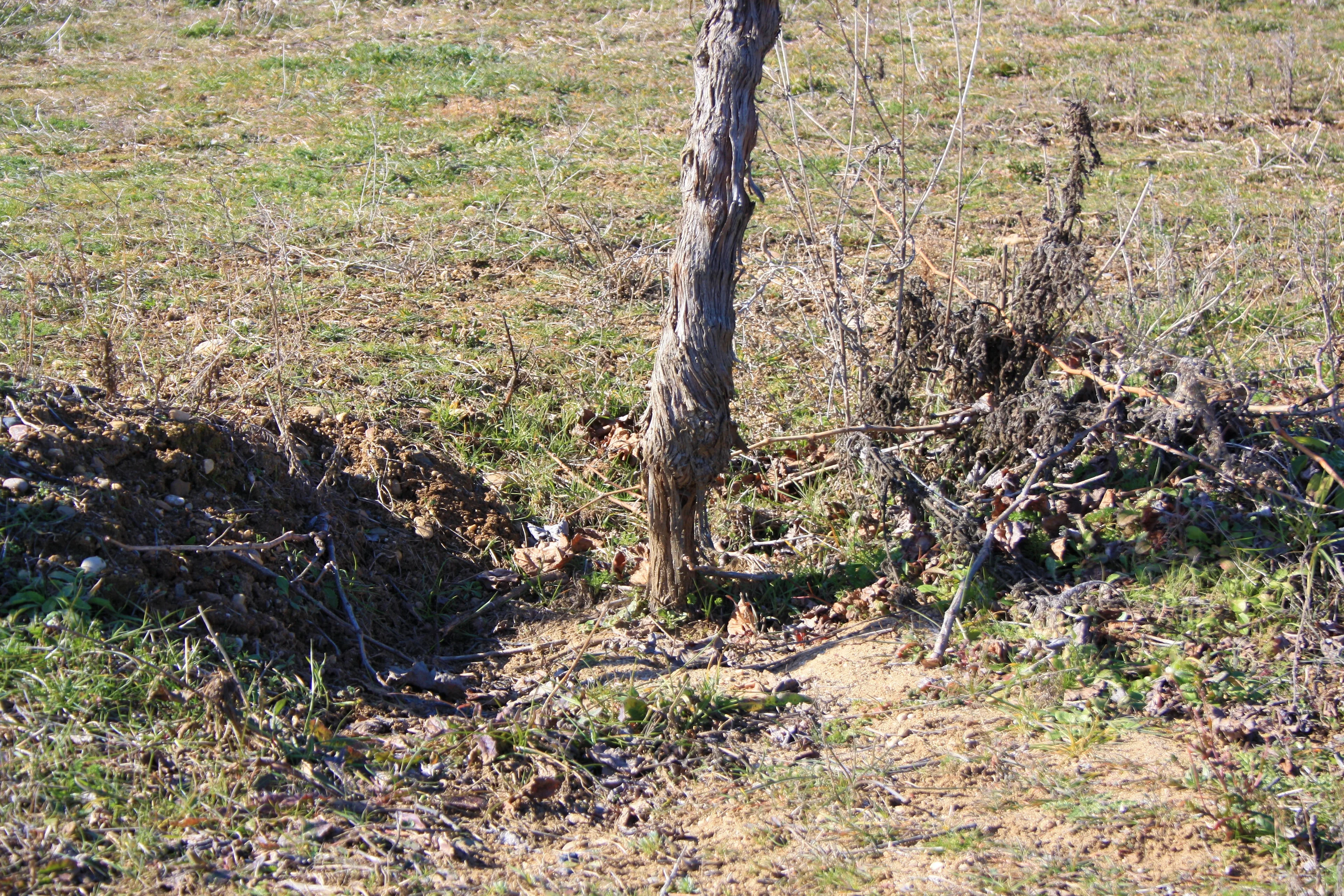 Rill erosion in a Spanish vineyard owing to a long-lasting rainfall event