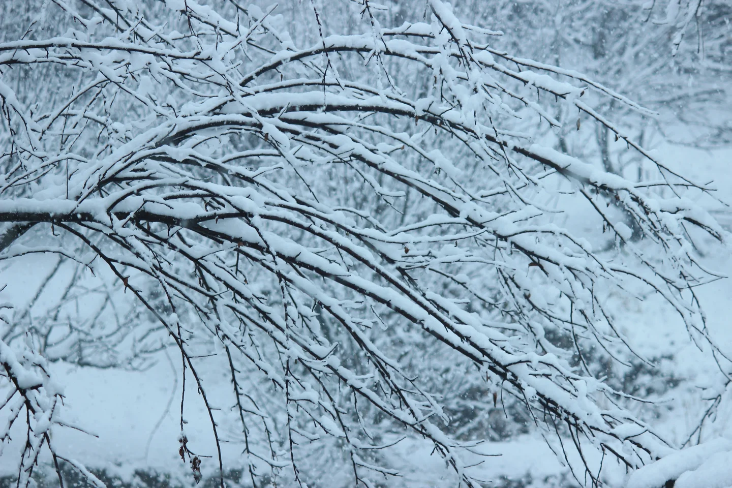 Everything is covered in snow