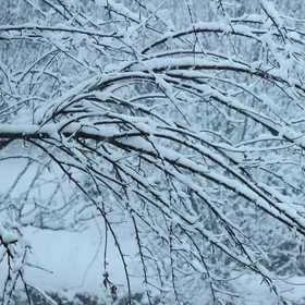 Everything is covered in snow