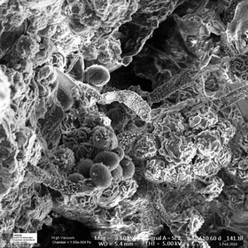 Mushroom hyphae in Vega soil