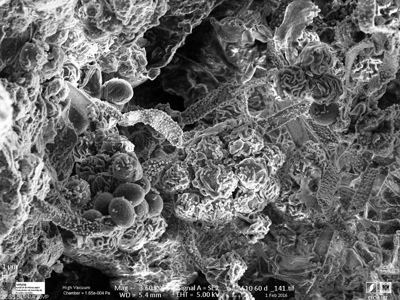Mushroom hyphae in Vega soil