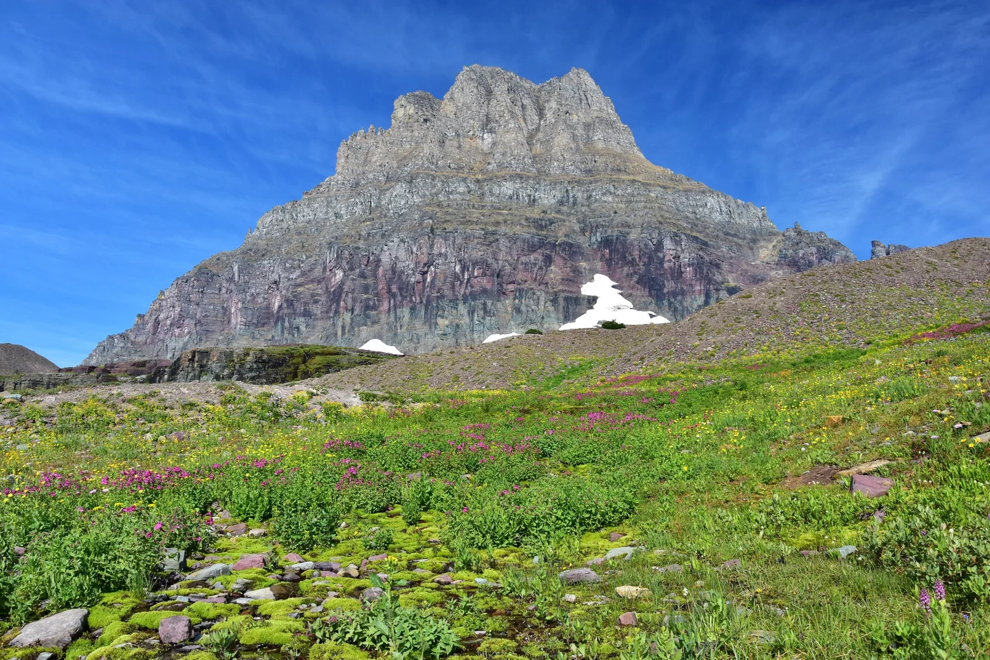 Summer growth at Logan Pass