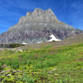 Summer growth at Logan Pass