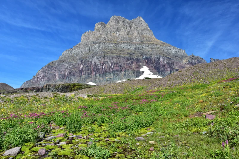 Summer growth at Logan Pass