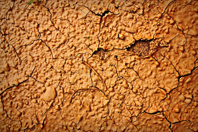 Mud cracks on a clay soil after a rainy day