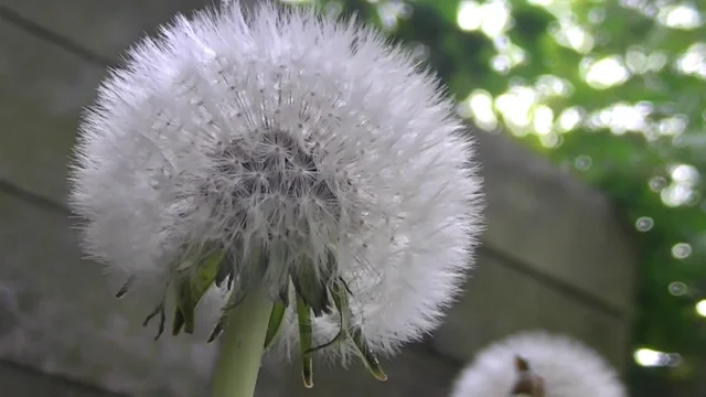 Dandelion Clock Opening