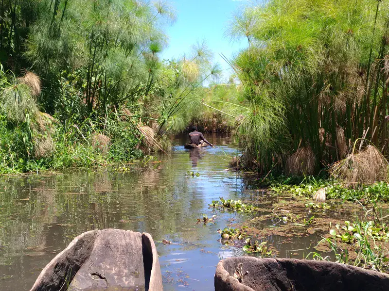 A fisherman nimbly paddling into a tunnel of papyrus