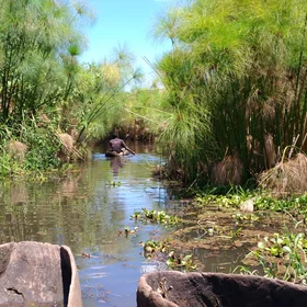 A fisherman nimbly paddling into a tunnel of papyrus