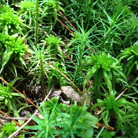 A Wood Frog's Leap Forward