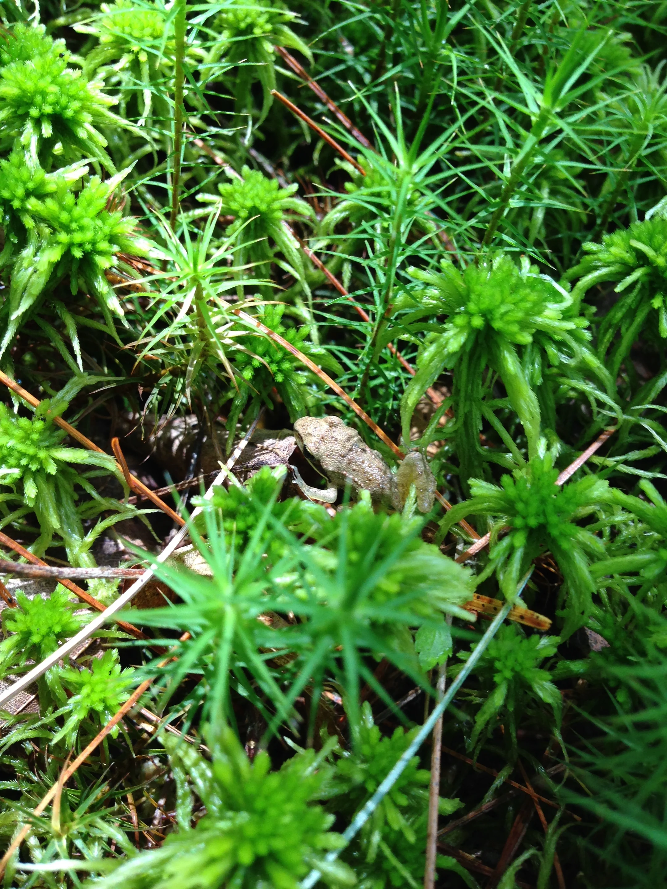 A Wood Frog's Leap Forward