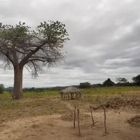 Clouds over baobab tree
