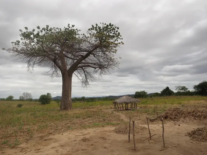 Clouds over baobab tree