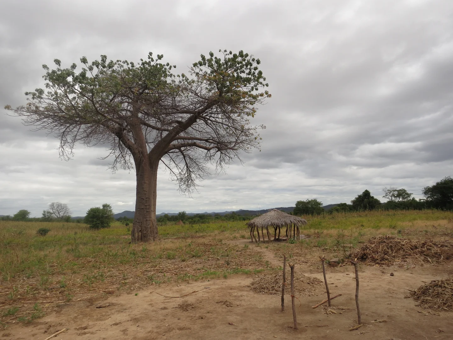 Clouds over baobab tree