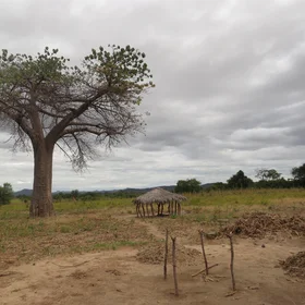 Clouds over baobab tree