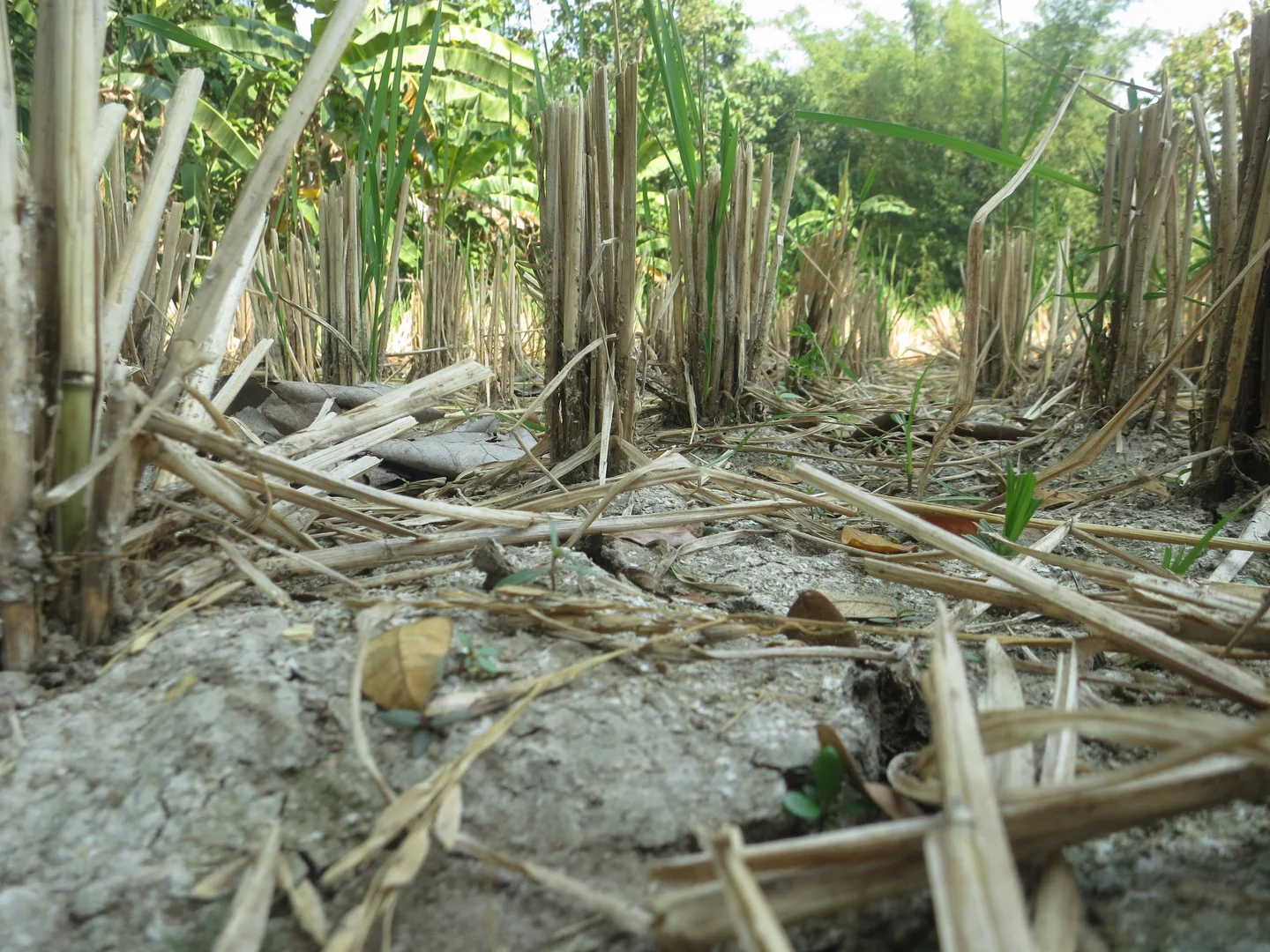Growing rice and saving water