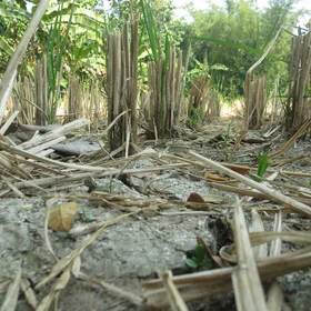 Growing rice and saving water