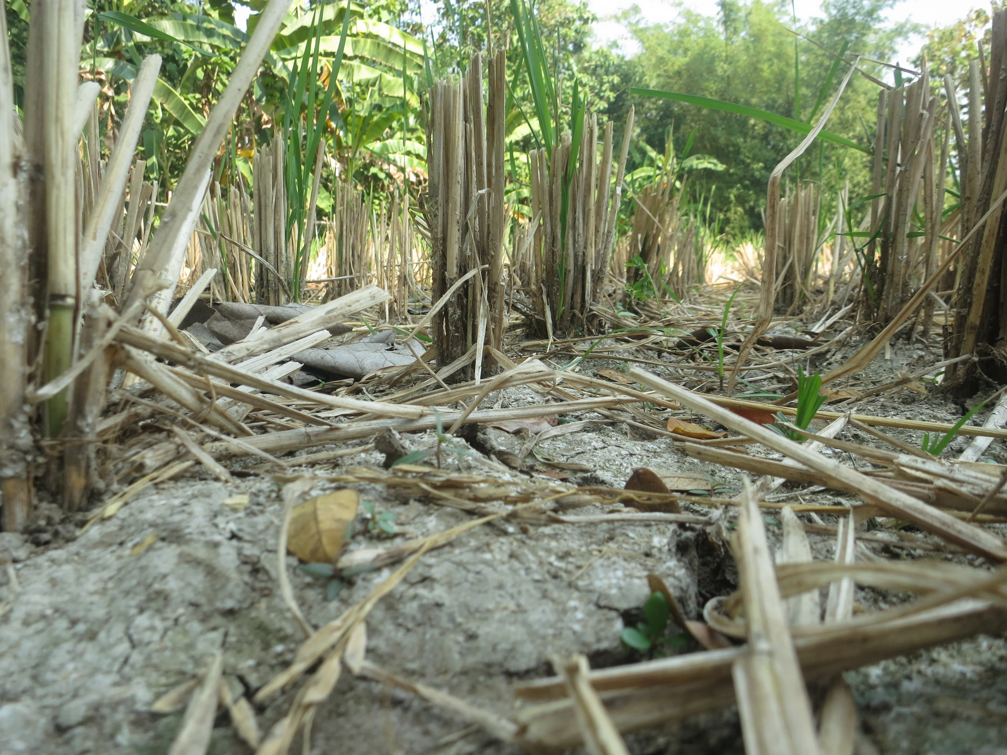 Growing rice and saving water