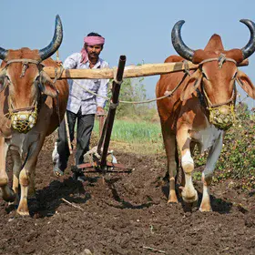Ploughing through fertile but challenging ground