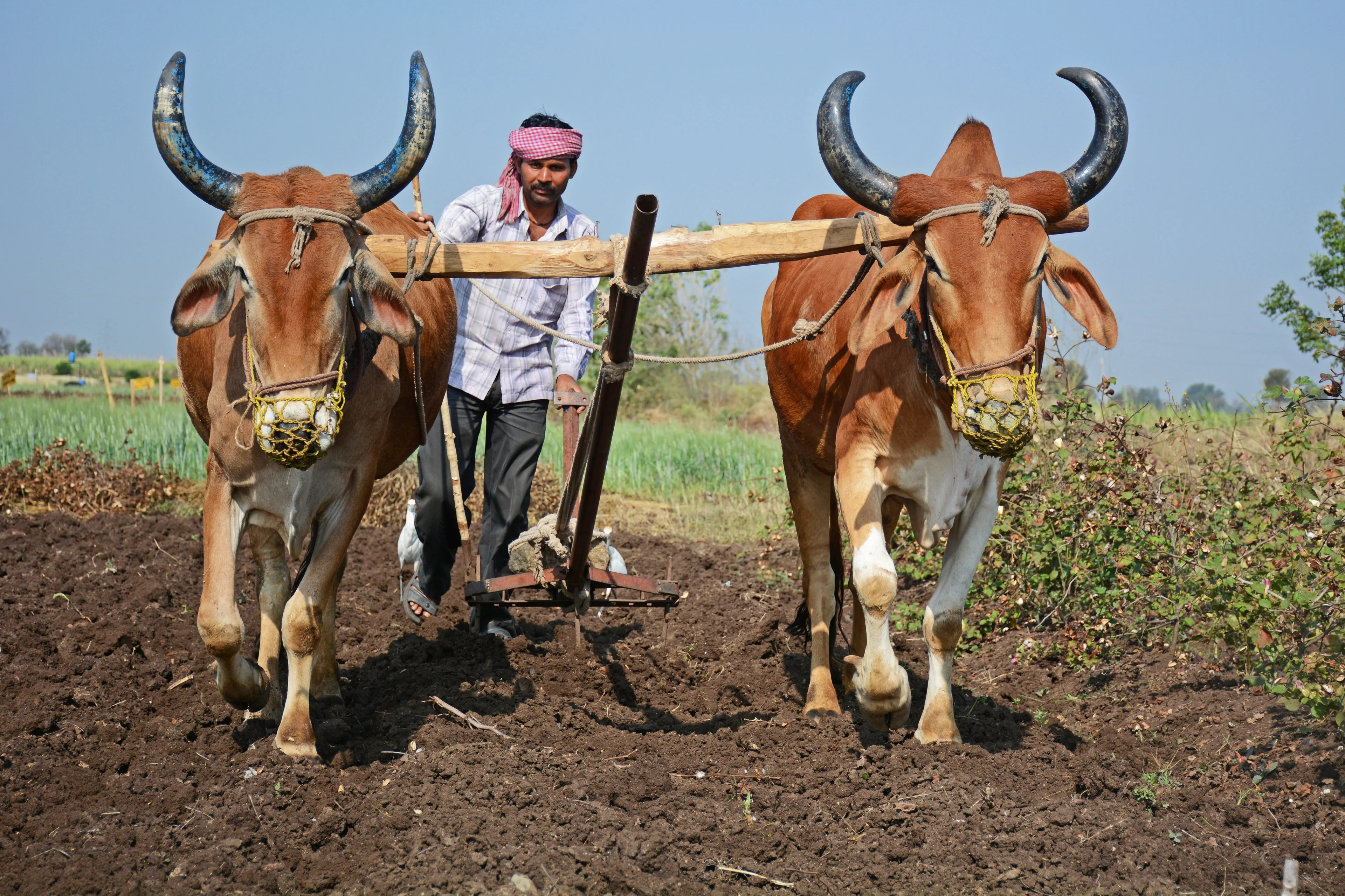 Ploughing through fertile but challenging ground
