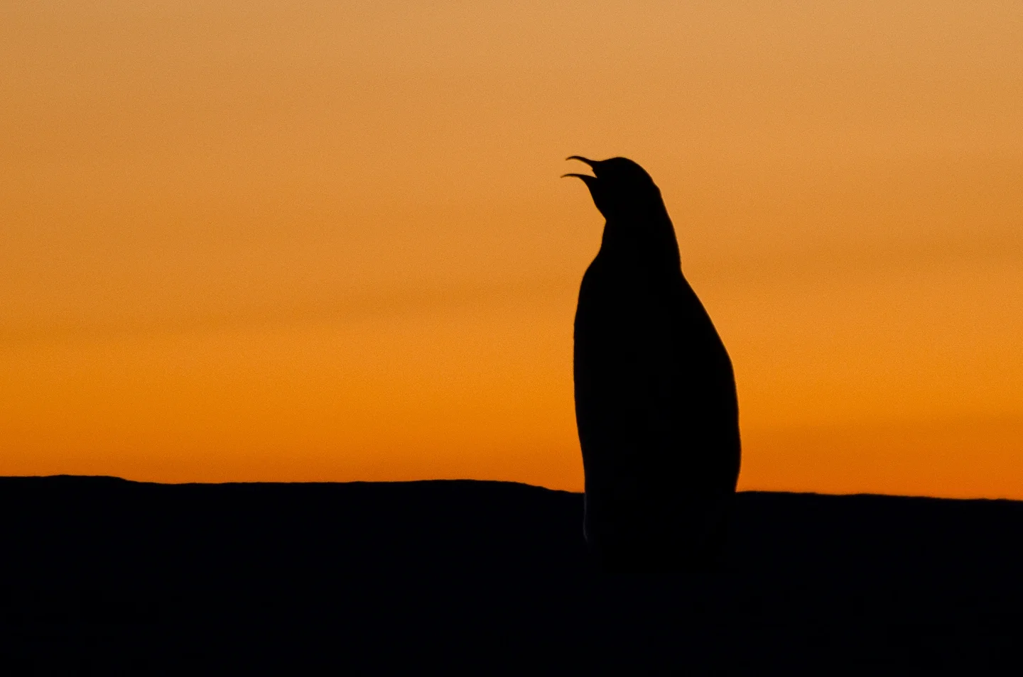 One or two penguins?