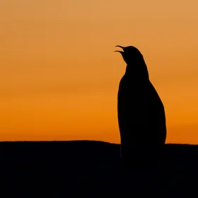 One or two penguins?
