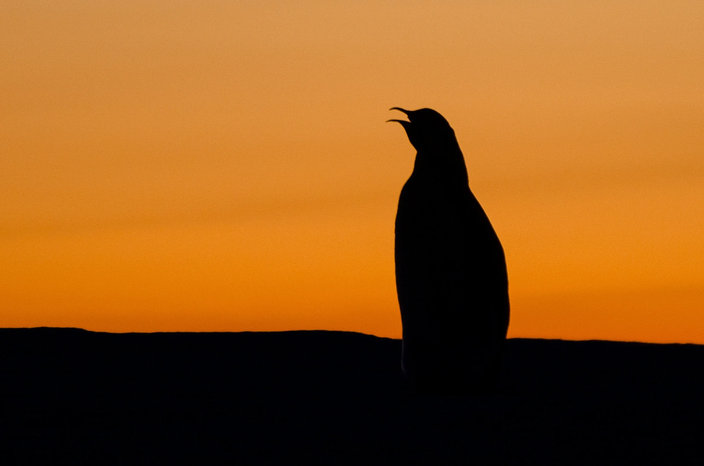 One or two penguins?