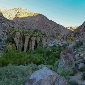 Oasis in Anza-Borrego Desert State Park