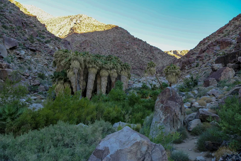 Oasis in Anza-Borrego Desert State Park