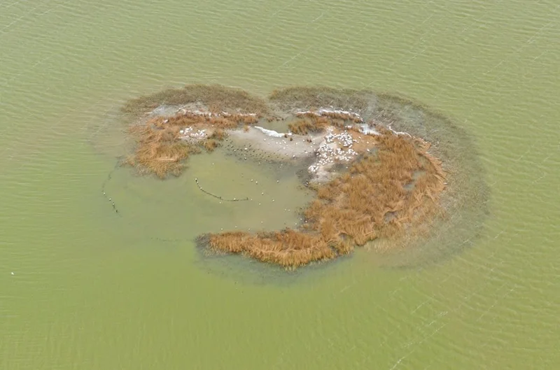 Beautiful image from Danube Delta